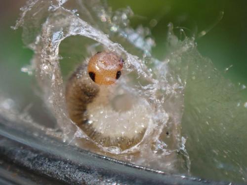 Priophorus compressicornis